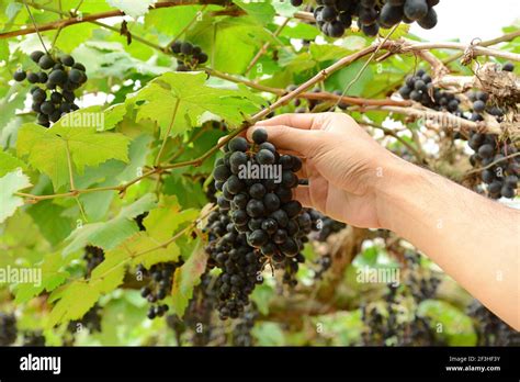 Hand picking grapes that hanging on the vine Stock Photo - Alamy