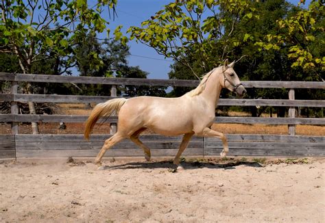 Palomino Arabian Stallion