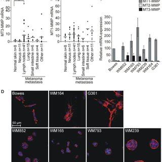 Mt Mmp A And Mt Mmp B Mrna Expression Levels In Human Tissue