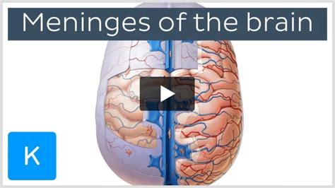 Subdural space: Anatomy and structure | Kenhub