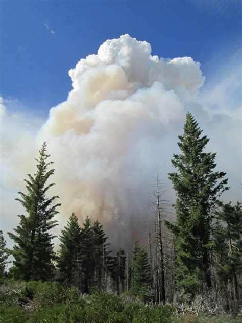 Smithsonian Insider Smithsonian Research Plot Burns In Yosemite Fires