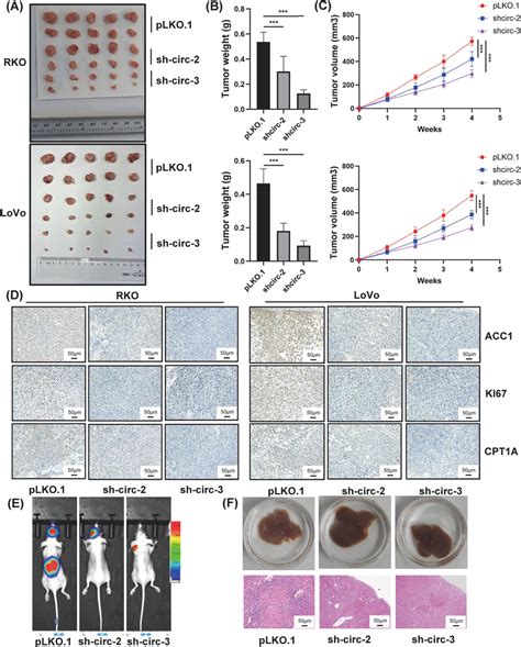 Oncogenic Role Of CircCAPRIN1 In Vivo A The Indicated Tumor Cells