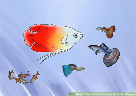 3 Ways to Find Compatible Tank Mates for Guppies - wikiHow