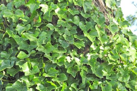 How To Care For English Ivy Ultimate Care Guide Simplify Plants