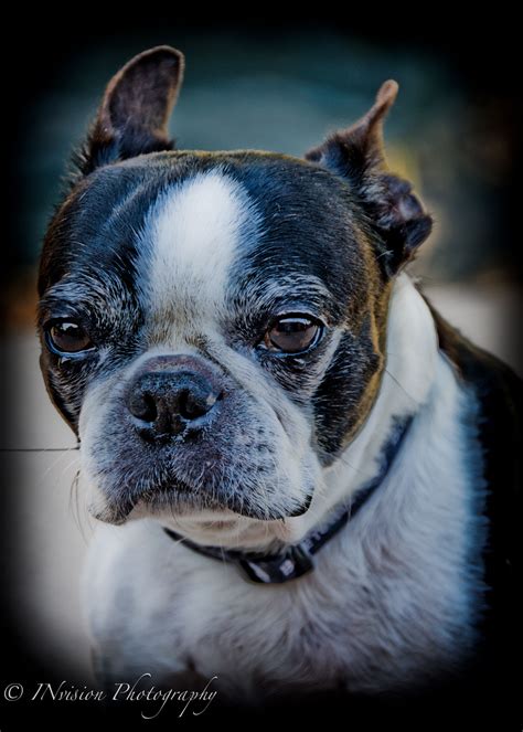 Boston Terrier Love
