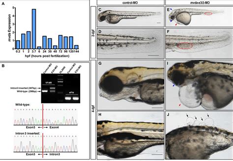 Zebrafish Embryo Stages 