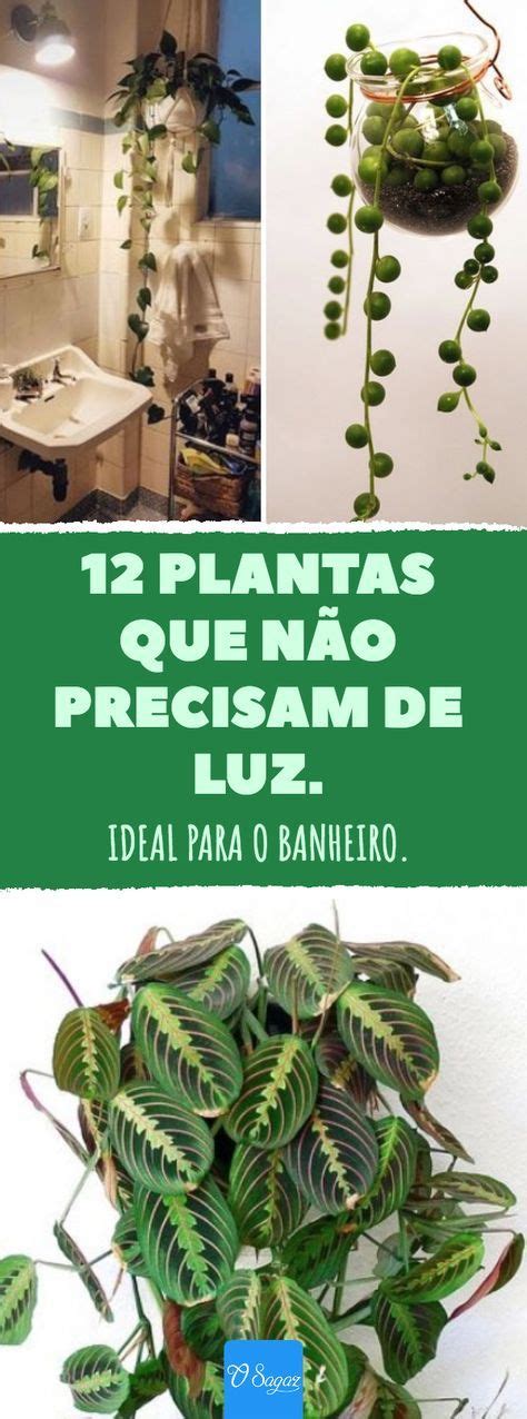 Plantas Que N O Precisam De Luz Ideal Para O Banheiro Plantas