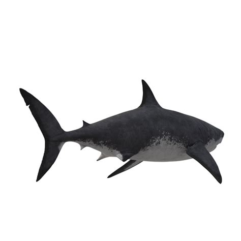 Swimming Shark Illustration 27257717 Png