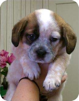 B.B. | Adopted Puppy | 693 | Homer, NY | Pug/Blue Heeler Mix