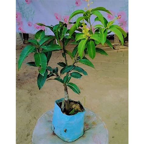 Kesar Mango Plant At Rs Piece Mango Tree In Virajpet Id