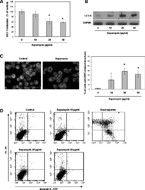 Rapamycin Induces Autophagy Not Apoptosis In Raw 2647 Cells The Download Scientific Diagram