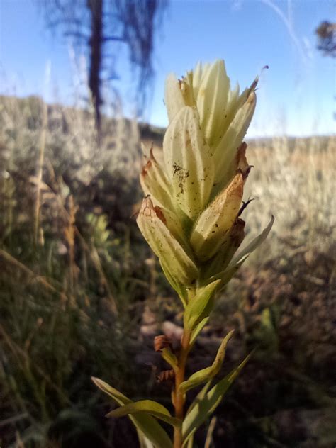 Castilleja septentrionalis (Sulphur Paintbrush) 10 Seeds – Beehive Nursery