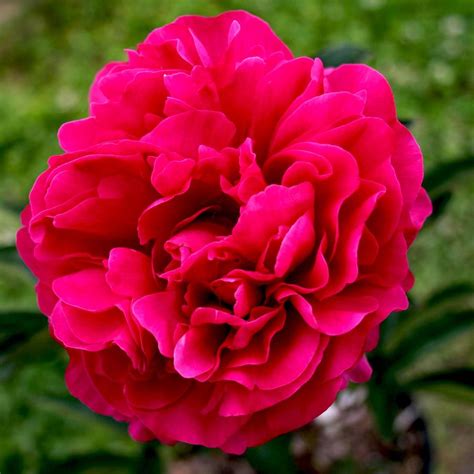 Paeonia Lactiflora Karl Rosenfield Peony From Sandy S Plants