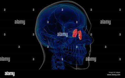 Human Skeleton Lacrimal Bone Anatomy D Illustration Stock Photo Alamy