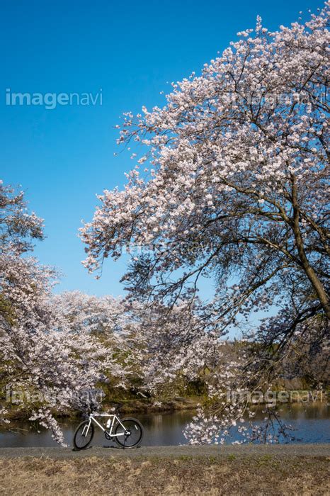 【桜咲く池のほとり】の画像素材 32436369 写真素材ならイメージナビ