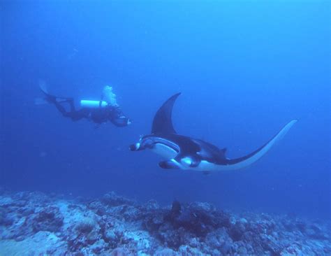 Centro Diving e Guest House: la nuova vita di Claudio alle Maldive