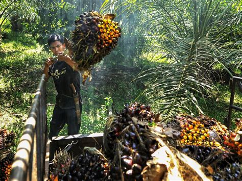 Indonesia The World S Largest Palm Oil Producer Bans Exports Business