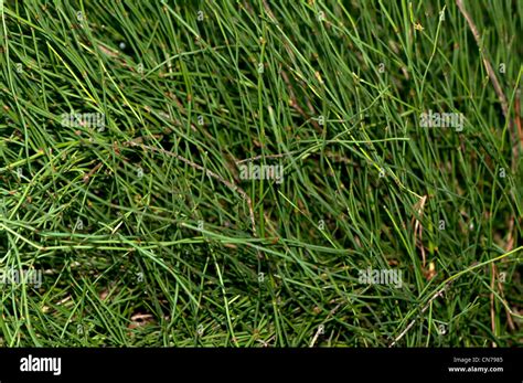 Ephedra sinica Stock Photo - Alamy