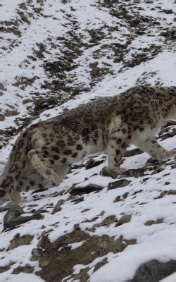 Snow Leopard Expedition to Ladakh,