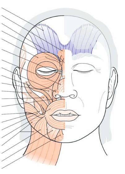 face anatomy 2 Diagram | Quizlet