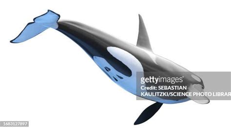 43 Orca Teeth Stock Photos, High-Res Pictures, and Images - Getty Images