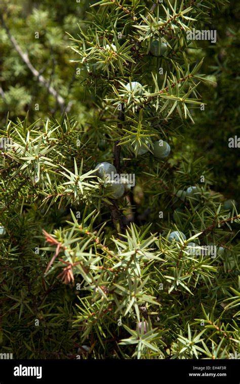 Juniper berry tree hi-res stock photography and images - Alamy