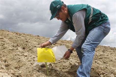 Controladores Biológicos Alternativa Ecológica Para El Manejo Integrado De Plagas En Cultivo De