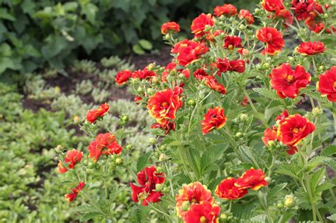 Лапчатка гибридная Эмили (73 фото) - фото - картинки и рисунки: скачать ...