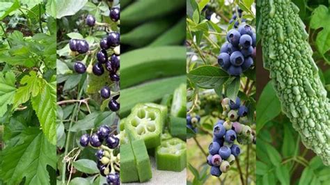 Essas S O As Plantas Medicinais Que Ajudam A Controlar O A Car No