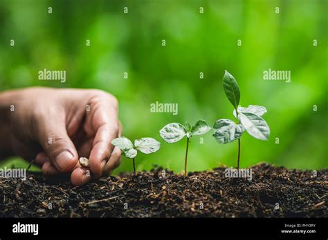 Plant coffee tree Growing Coffee,hand Watering Stock Photo - Alamy