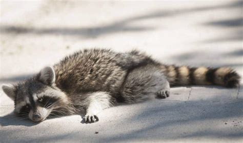 Spot a Sick Raccoon? Stay Away and Call Animal Control! - Halton ...