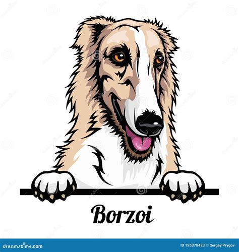 Borzoi Cartoons Illustrations And Vector Stock Images 566 Pictures To