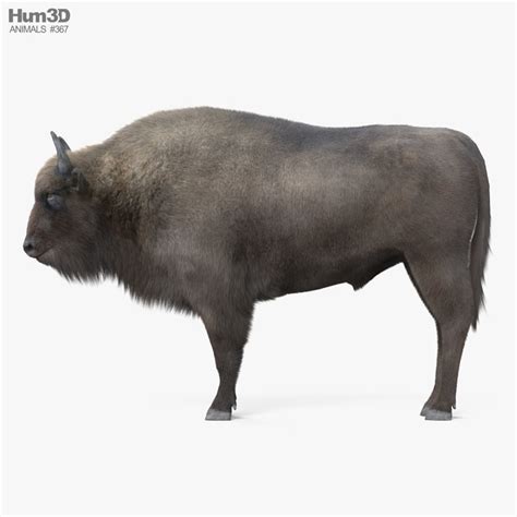 European Bison 3d Model Cgtrader