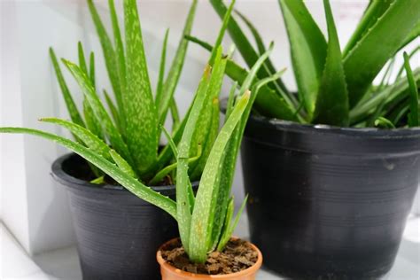 7 Secrets Of The Aloe Plant: From Humble Beginnings To Lush Blooms