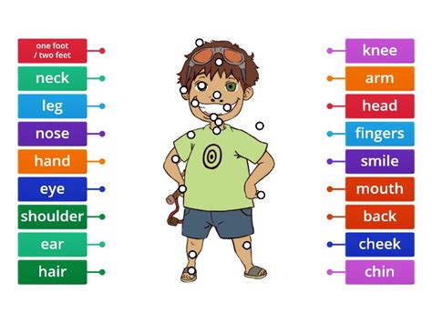 The Body And Face Starters Labelled Diagram