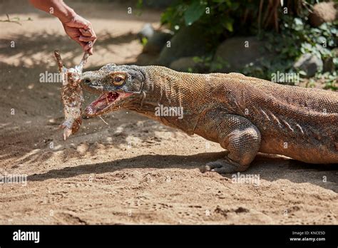 Komodo Dragon Eating A Human