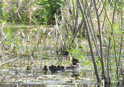 Hooded Merganser And Ducklings Photograph by Lana Raffensperger - Fine ...