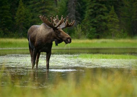 Moose Browse And Winter Habitat Survey Business Enterprise Institute