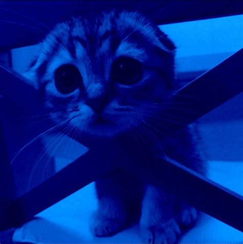 Пин от пользователя Ftm Artist на доске 💙Blue | Котята, Милые котики ...