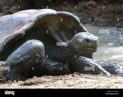 Tortue géante des Galapagos Chelonoidis nigra Photo Stock Alamy