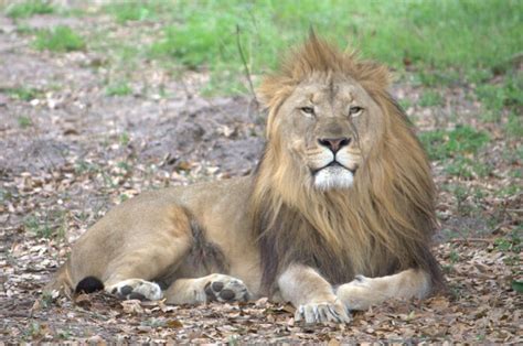 Datos Curiosos Sobre Leones Descubre Todo Sobre El Majestuoso Rey