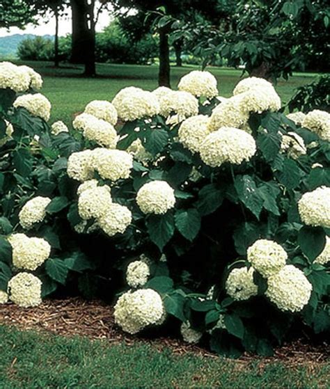 Smooth Hydrangea Native Range On Sale