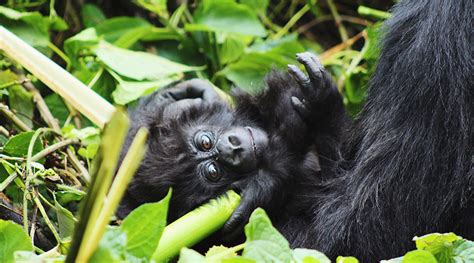 Days Gorillas Golden Monkey Tour Uganda Adventures And Hikes