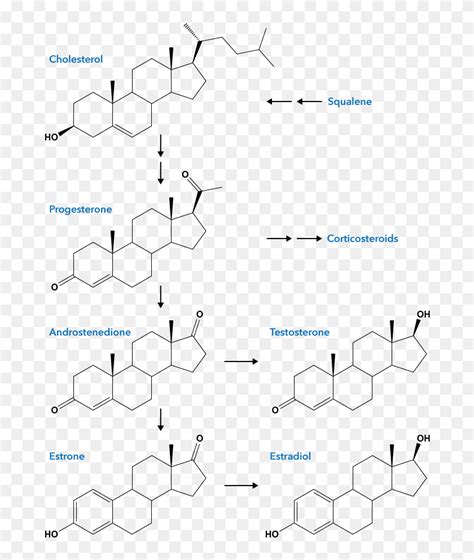 Biosynthesis Of Sex Hormones From Cholesterol Cholesterol C25h38n2 Hd Png Download 730x930