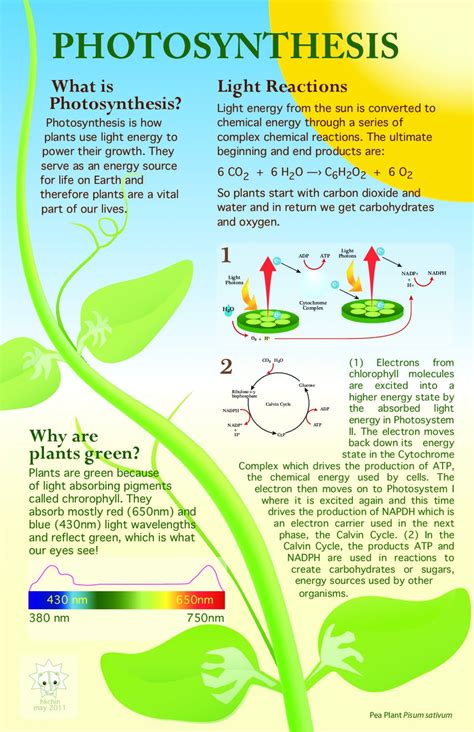 photosynthesis infographic biology facts and cellular respiration