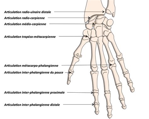 Anatomie Du Poignet Et De La Main Clinique Ost O Articulaire Des