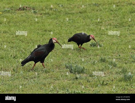 Southern Bald Ibis Geronticus Calvus Two Adults Foraging On Mountain