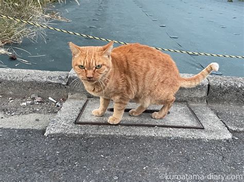 高い声で鳴いていた茶トラ猫さん