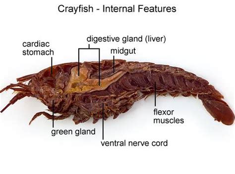 Crayfish Dissection - BIOLOGY JUNCTION