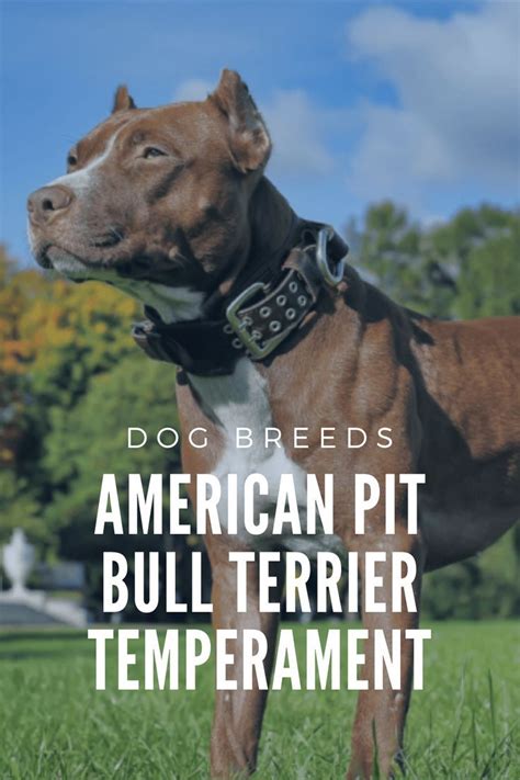 American Pit Bull Terrier Temperament